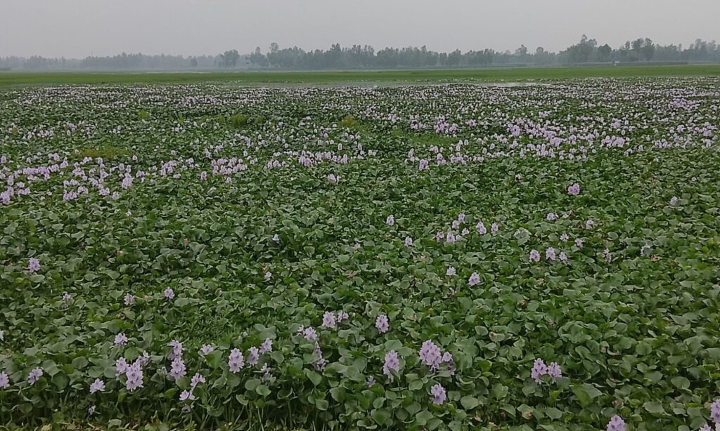 আগাম শিলাবৃষ্টিতে তলিয়ে গেল বিরামপুরের বোরো ধান ক্ষেত, বিপাকে কৃষকরা