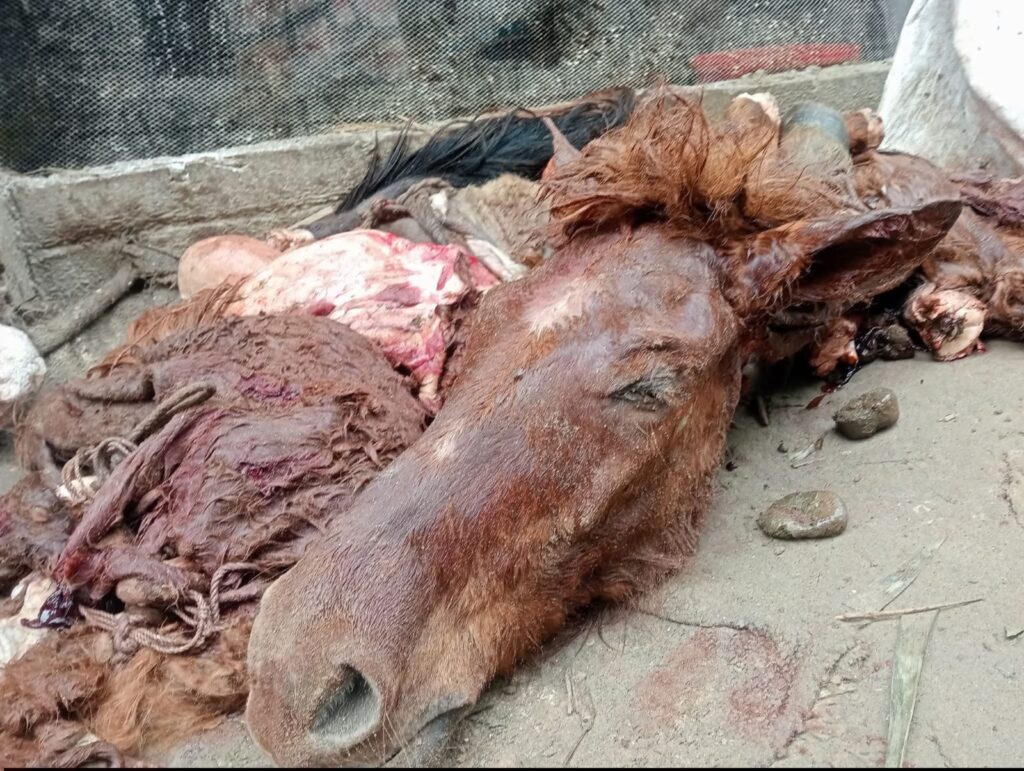 নবাবগঞ্জে গোপনে ঘোড়া জবাই করে মাংস বিক্রি—অভিযানে আটক ১