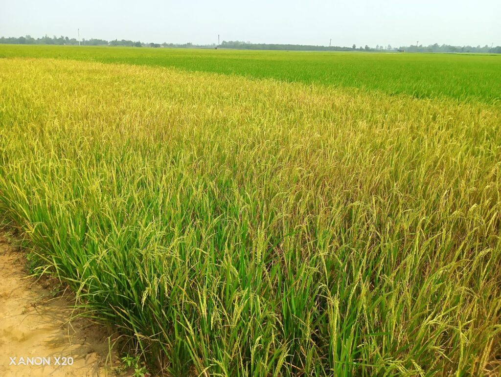 বিরামপুরে বিষ প্রয়োগে ধান নষ্টের অভিযোগ: তিন বছরেও মেলেনি প্রতিকার