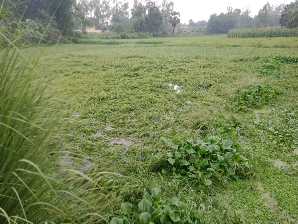 বিরামপুর পৌরসভার মিরপুরে শিলাবৃষ্টিতে ১৬–১৭ বিঘা ধানক্ষেত ক্ষতিগ্রস্ত, সরকারি সহায়তার দাবি কৃষকদের