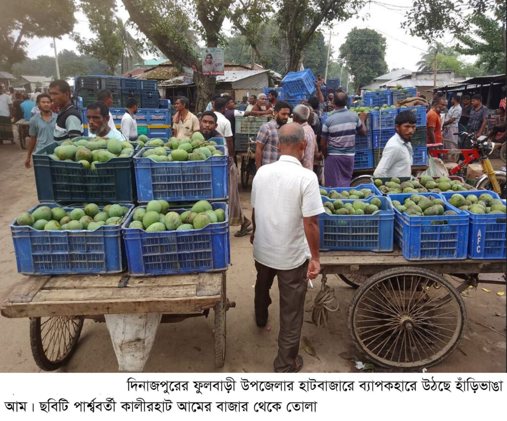 ফুলবাড়ীতে ১৫ কোটি টাকার হাঁড়িভাঙা আম বেচাকেনার সম্ভাবনা
