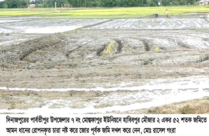 আমবাড়ীতে জমিতে আমন ধানের চারা রোপনকৃত ক্ষেত নষ্ট করে  জমি দখল