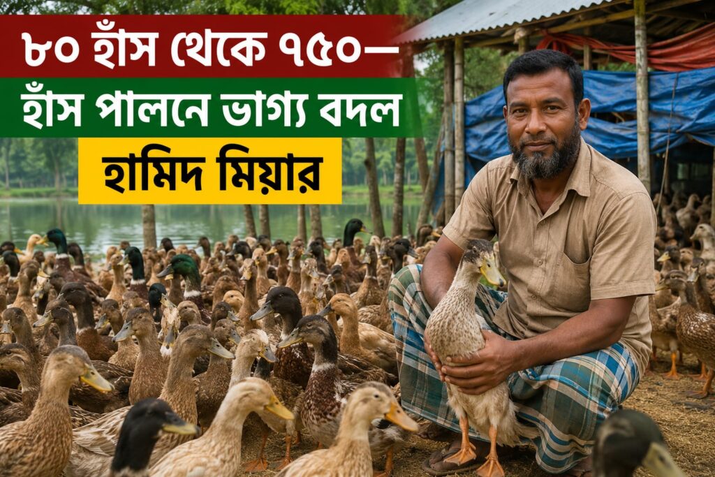 ৮০ হাঁস থেকে ৭৫০ হাঁস পালনে ভাগ্য বদল হামিদ মিয়ার