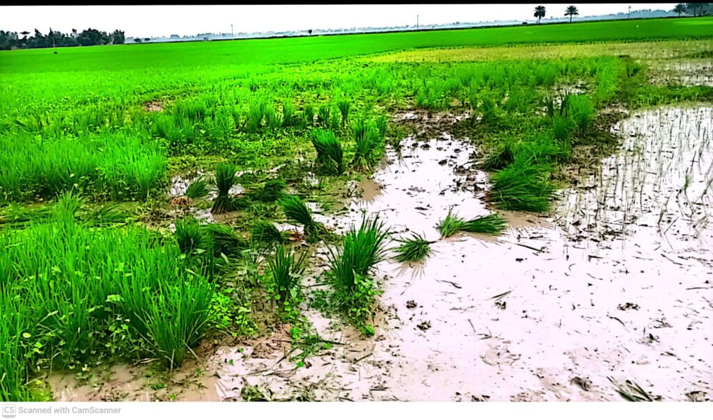 বিরোধপূর্ণ জমিতে ১৪৪ ধারা অমান্যের অভিযোগ,পাওয়ার টিলার আটক