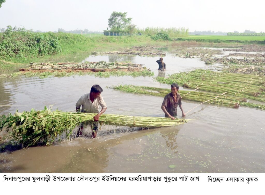 ফুলবাড়ীতে পাটের ফলন ও দাম দুই-ই  ভালো, স্বস্তিতে কৃষকেরা
